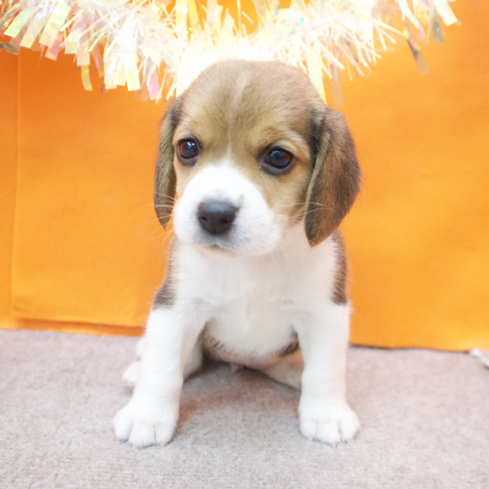 大阪府のビーグル (犬の家＆猫の里吹田店/2026年2月15日生まれ/女の子/ブラックタンホワイト)の子犬の3枚目の画像