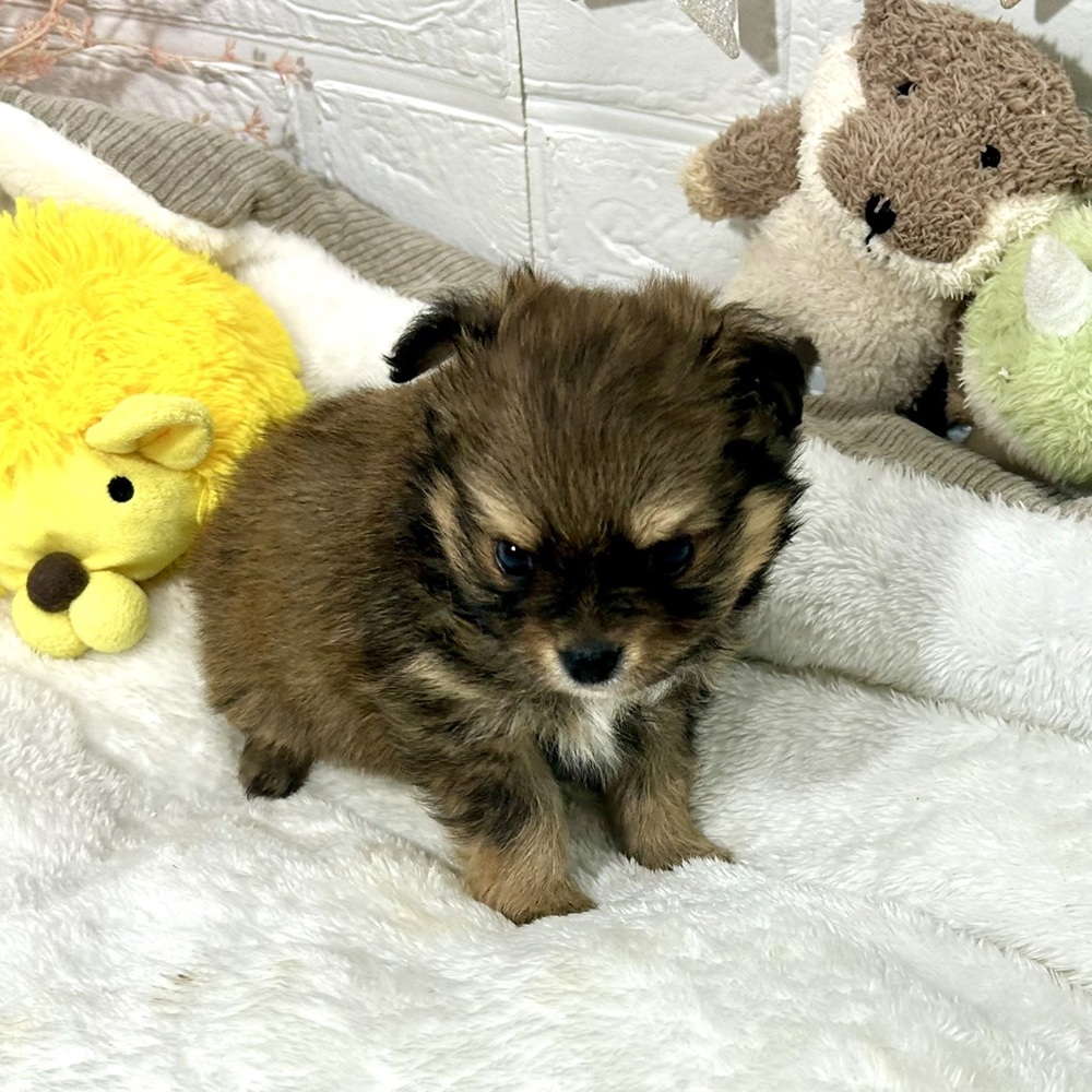 兵庫県のポメチワ/チワポメ/ポメチー(ポメラニアン×チワワ) (犬の家＆猫の里ニッケパークタウン加古川店/2026年2月15日生まれ/男の子/フォーン)の子犬の3枚目の画像