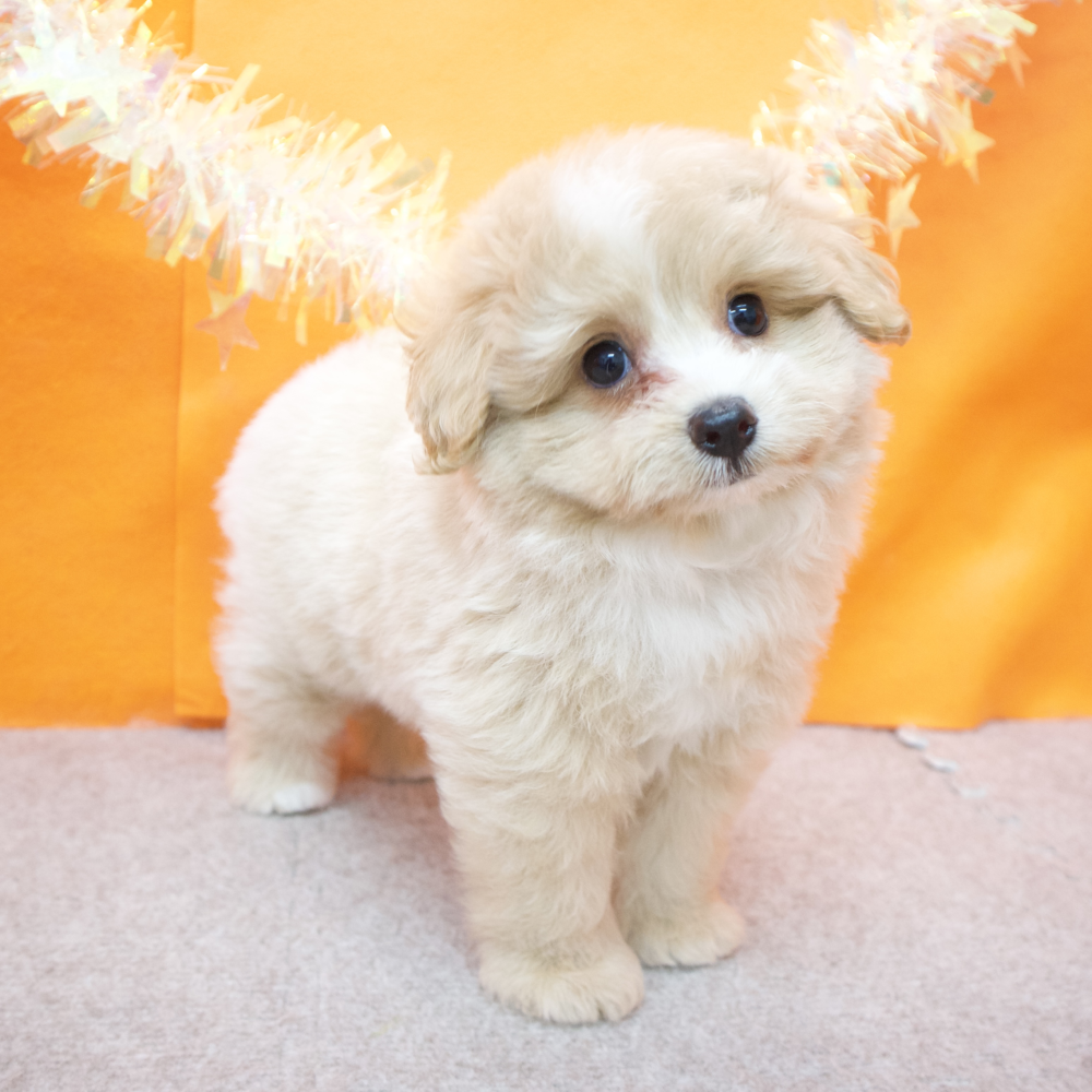 大阪府のポメプー(ポメラニアン×プードル) (犬の家＆猫の里吹田店/2026年2月15日生まれ/女の子/クリームホワイト)の子犬の3枚目の画像