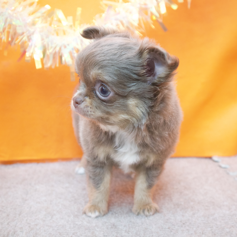 大阪府のチワワ(ロング) (犬の家＆猫の里吹田店/2026年2月15日生まれ/女の子/イザベラタン)の子犬の3枚目の画像