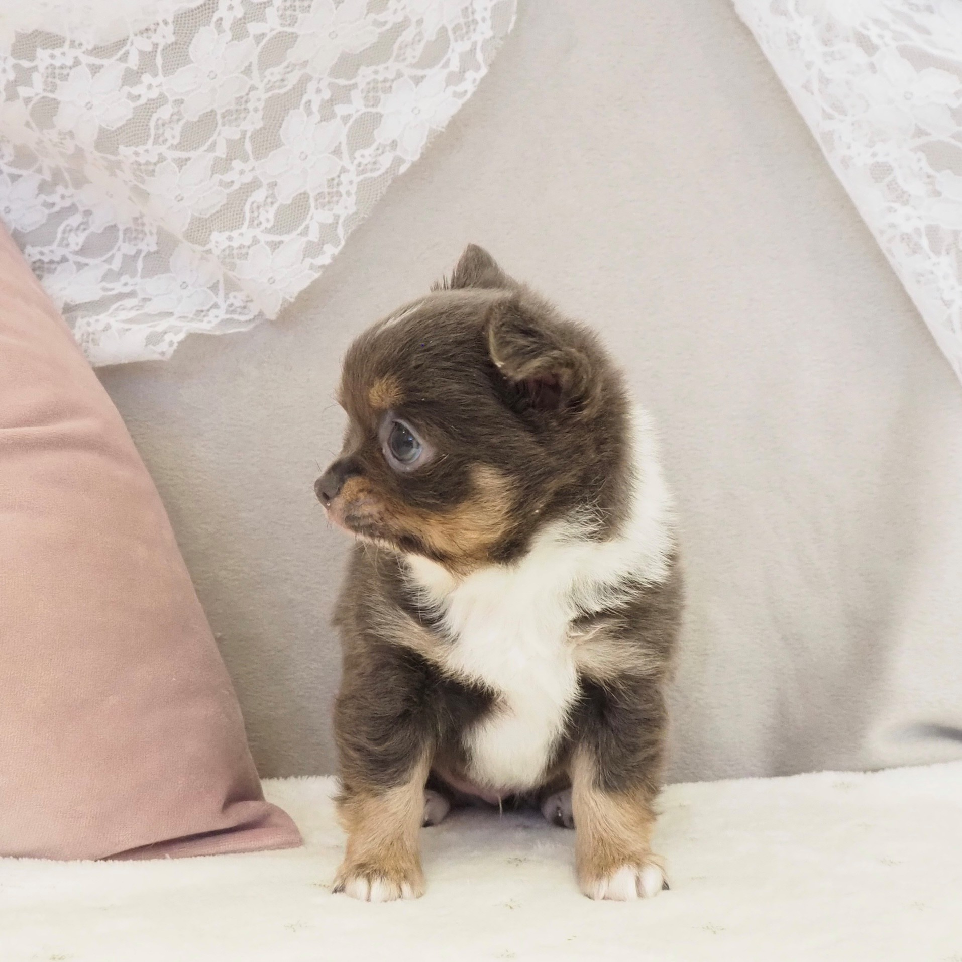 大阪府のチワワ(ロング) (犬の家＆猫の里もりのみやキューズモールBASE店/2026年2月15日生まれ/男の子/ブルータンホワイト)の子犬の3枚目の画像