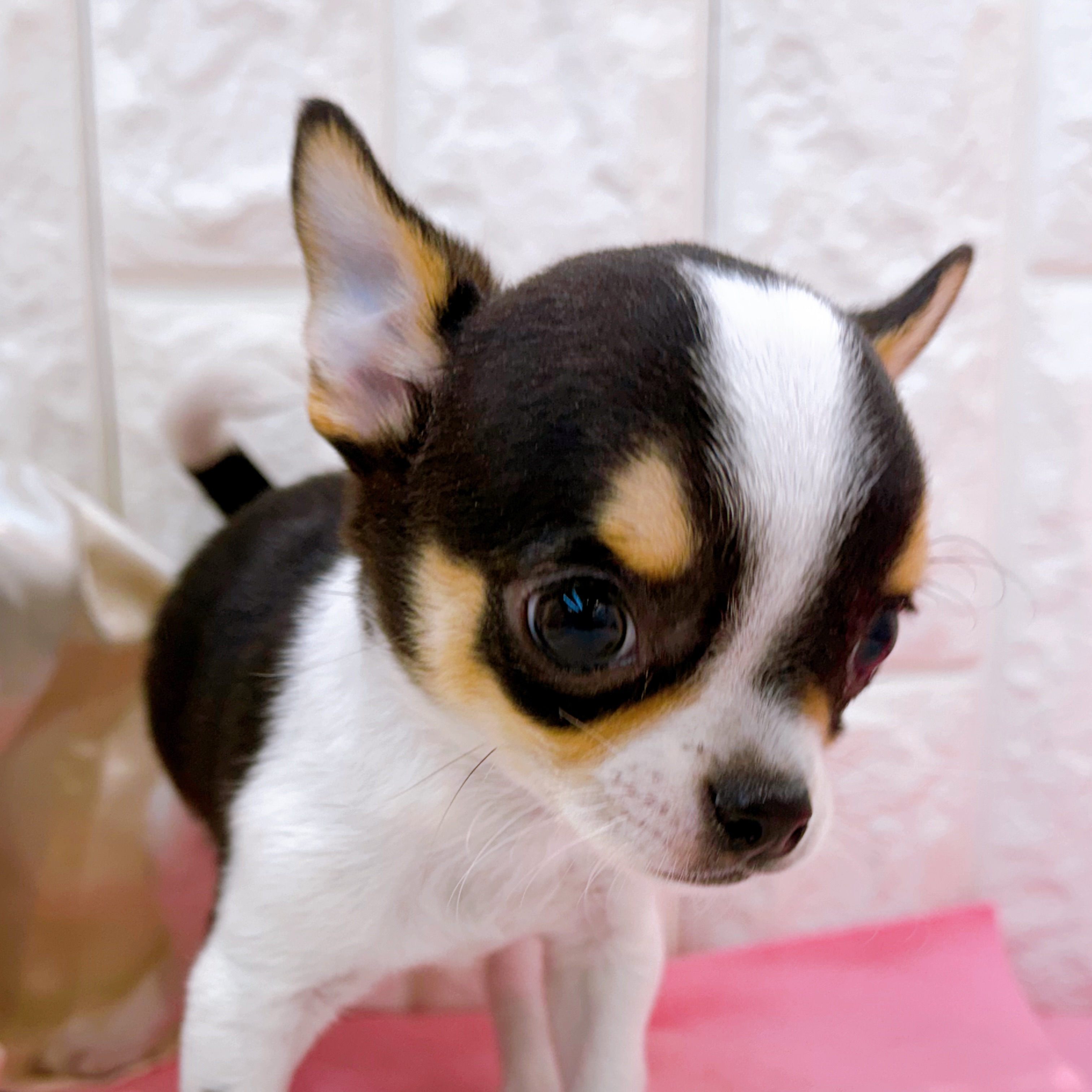 岡山県のチワワ(スムース) (犬の家＆猫の里倉敷店/2026年2月13日生まれ/男の子/ブラックタンホワイト)の子犬の3枚目の画像