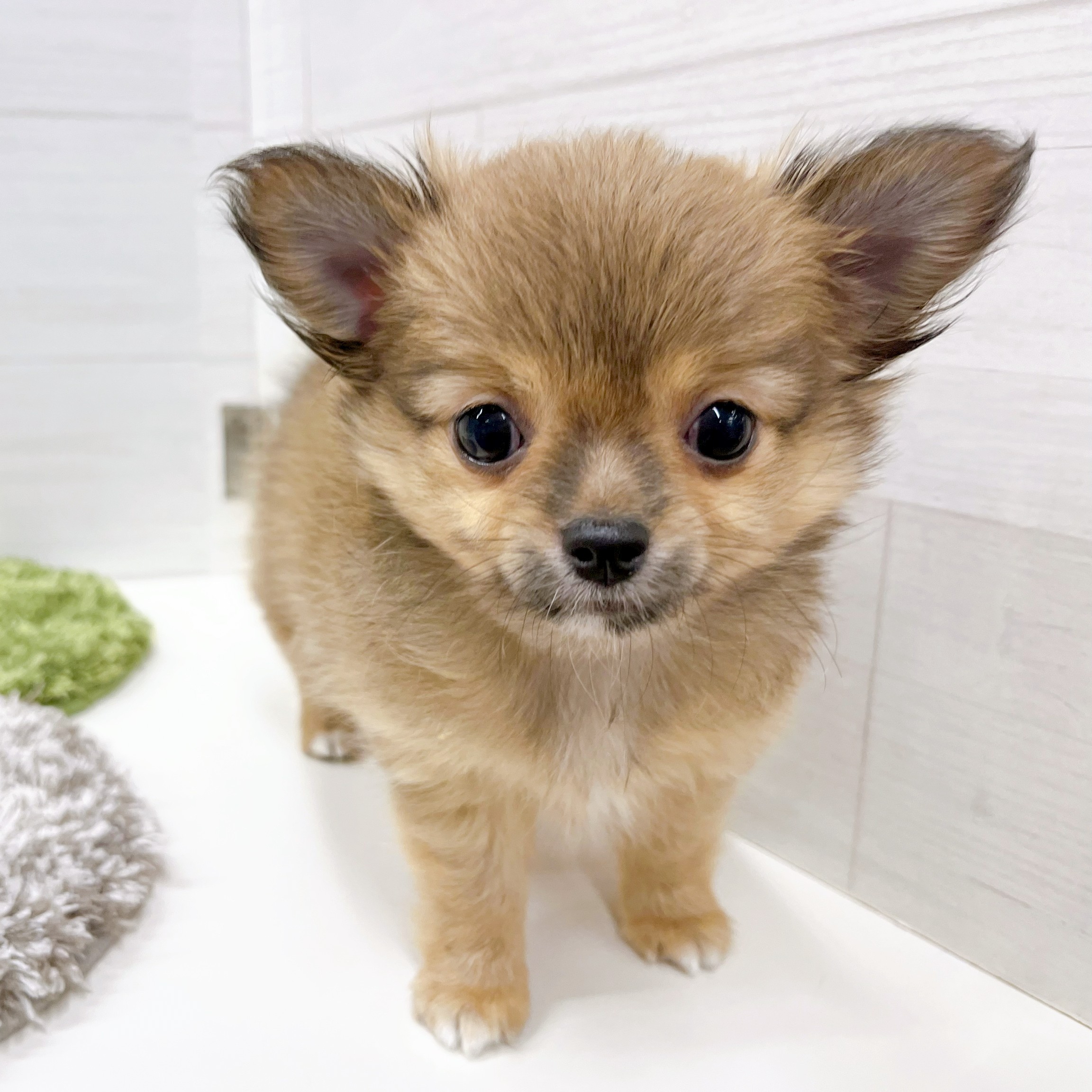 石川県のチワワ(ロング) (犬の家＆猫の里アミーゴ金沢おこばた店/2026年2月14日生まれ/男の子/レッド)の子犬の3枚目の画像