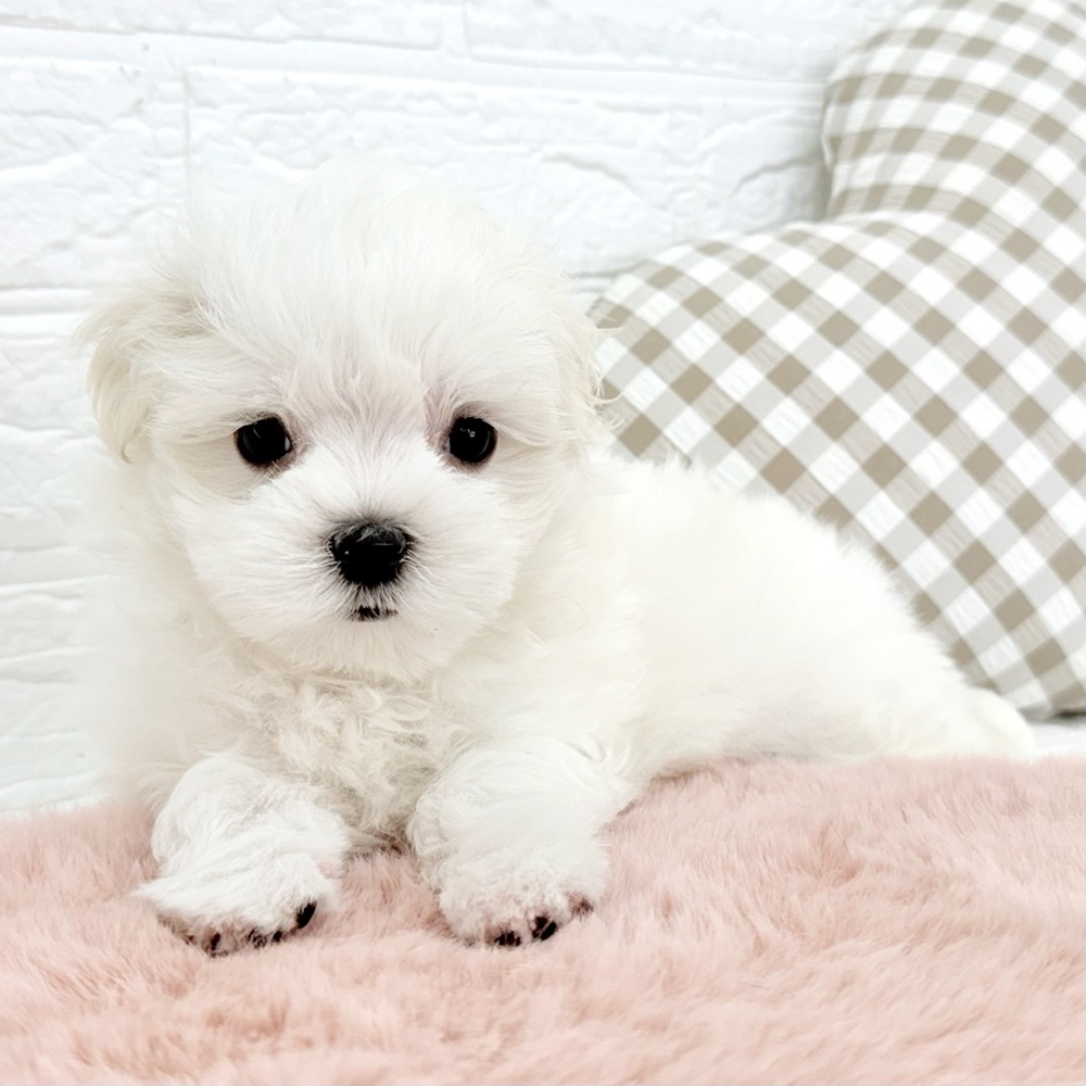 愛知県のマルチーズ (犬の家＆猫の里豊川インター店/2026年2月14日生まれ/女の子/ホワイト)の子犬の3枚目の画像