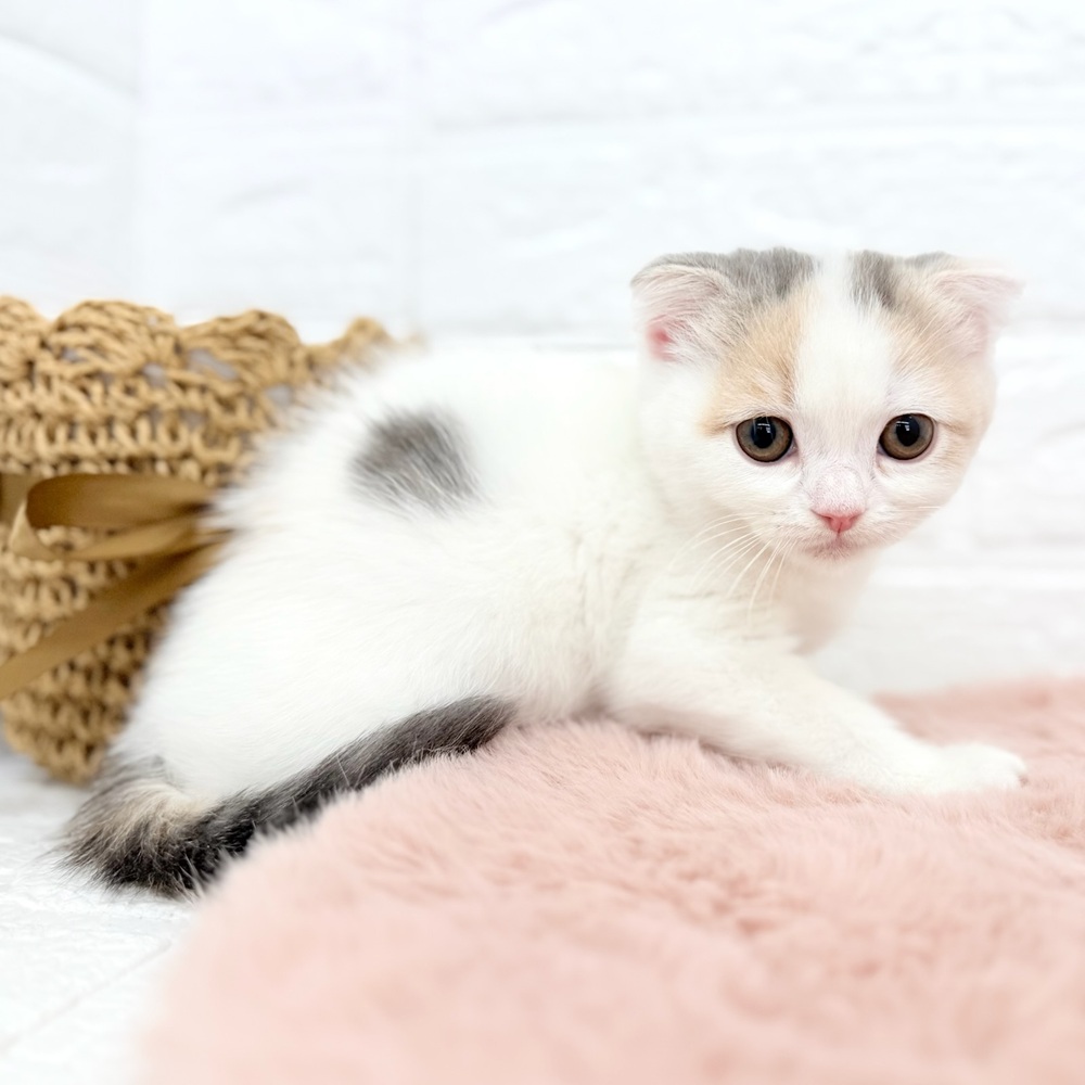 愛知県のスコティッシュフォールド (犬の家＆猫の里豊川インター店/2026年2月9日生まれ/女の子/ブルーパッチドタビーホワイト)の子猫の3枚目の画像