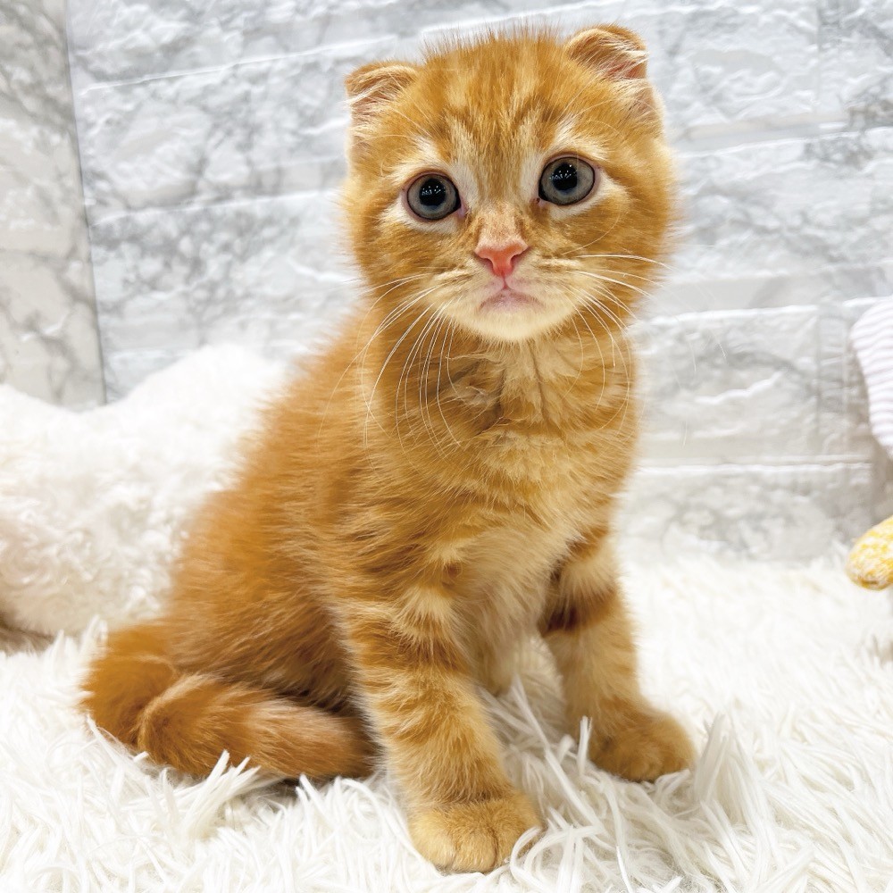 愛知県のスコティッシュフォールド (犬の家＆猫の里MiO香久山店/2026年2月13日生まれ/男の子/レッドタビー)の子猫の3枚目の画像