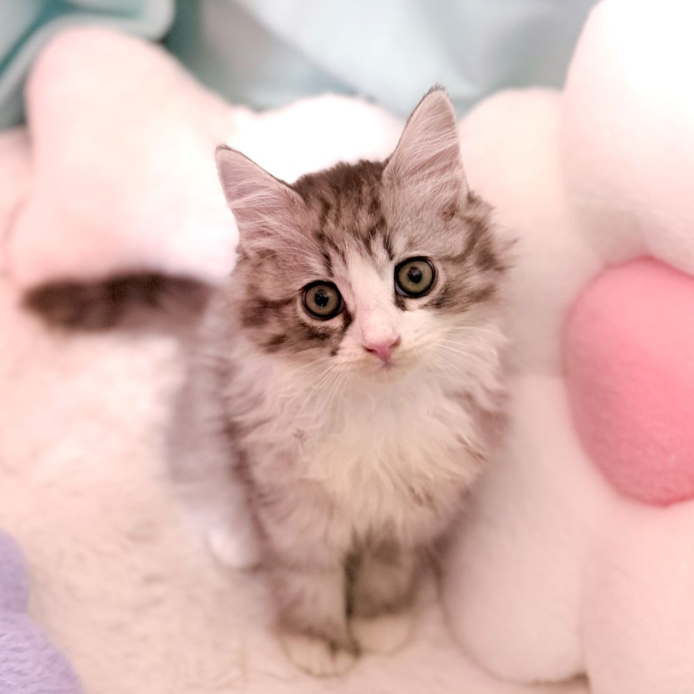 愛知県のサイベリアン (犬の家＆猫の里愛知刈谷店/2026年2月9日生まれ/女の子/シルバータビーホワイト)の子猫の3枚目の画像