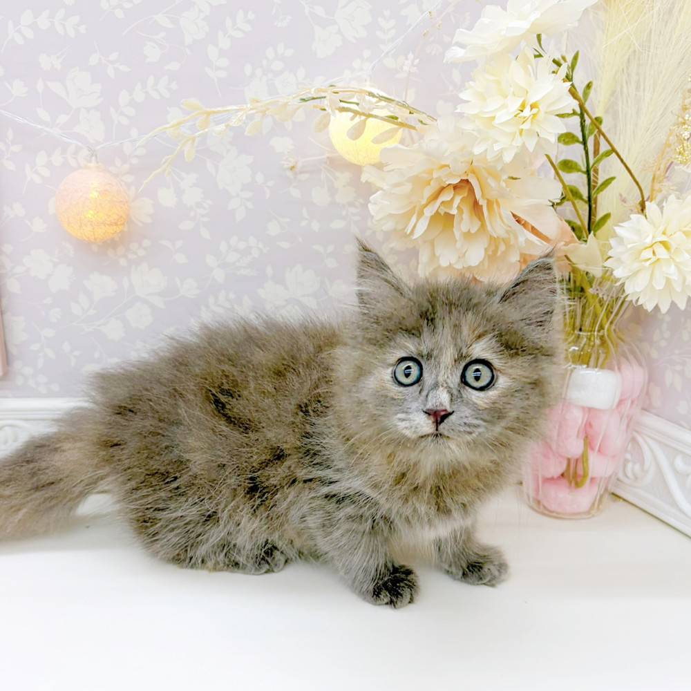 富山県のサイベリアン (犬の家＆猫の里富山店/2026年2月14日生まれ/女の子/ブルークリーム)の子猫の3枚目の画像