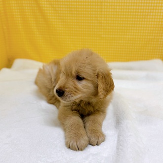 愛知県のゴールデンレトリバー (犬の家＆猫の里一宮店/2026年2月14日生まれ/男の子/ゴールデン)の子犬の3枚目の画像