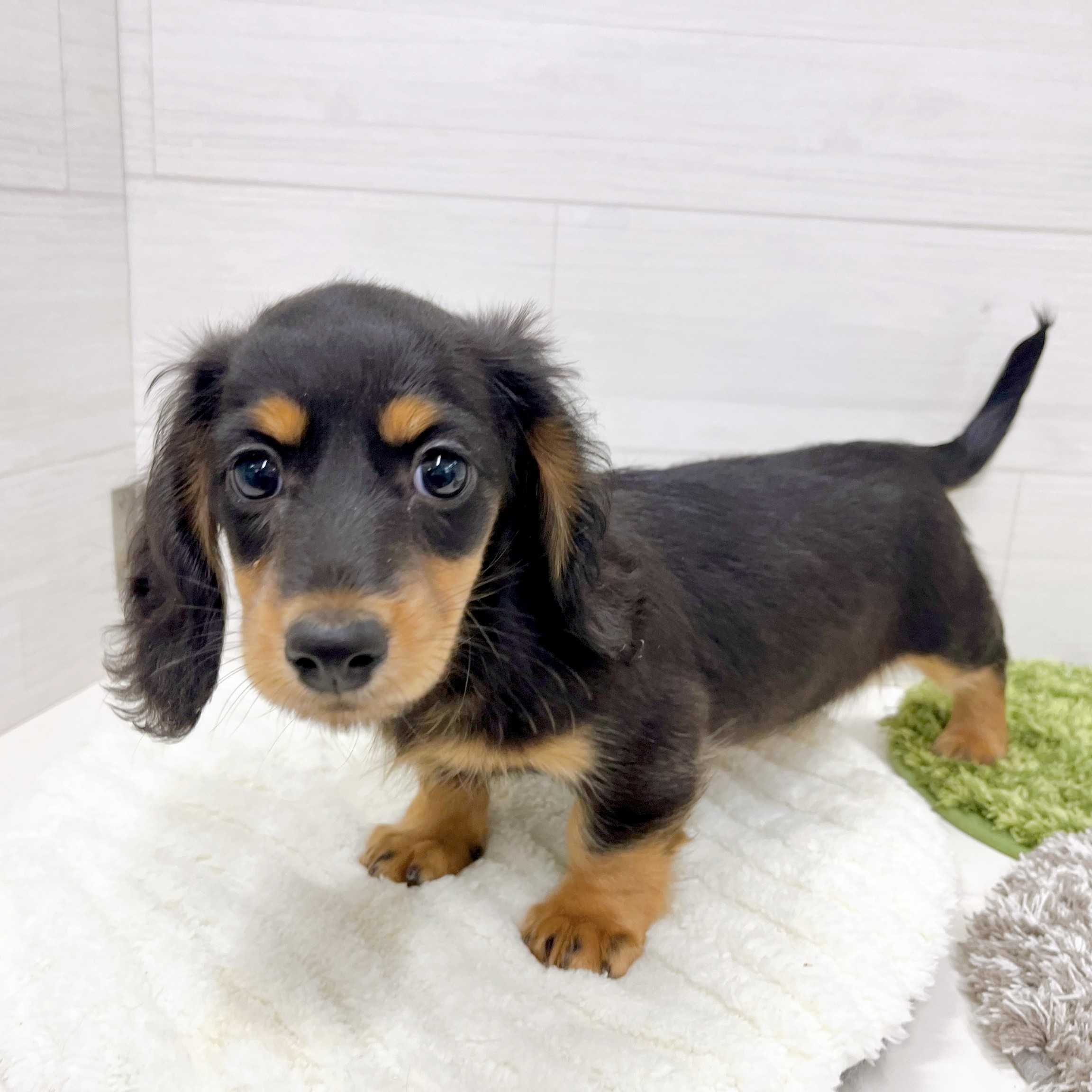 石川県のミニチュアダックスフンド(ロング) (犬の家＆猫の里アミーゴ金沢おこばた店/2026年2月13日生まれ/女の子/ブラックタン)の子犬の3枚目の画像