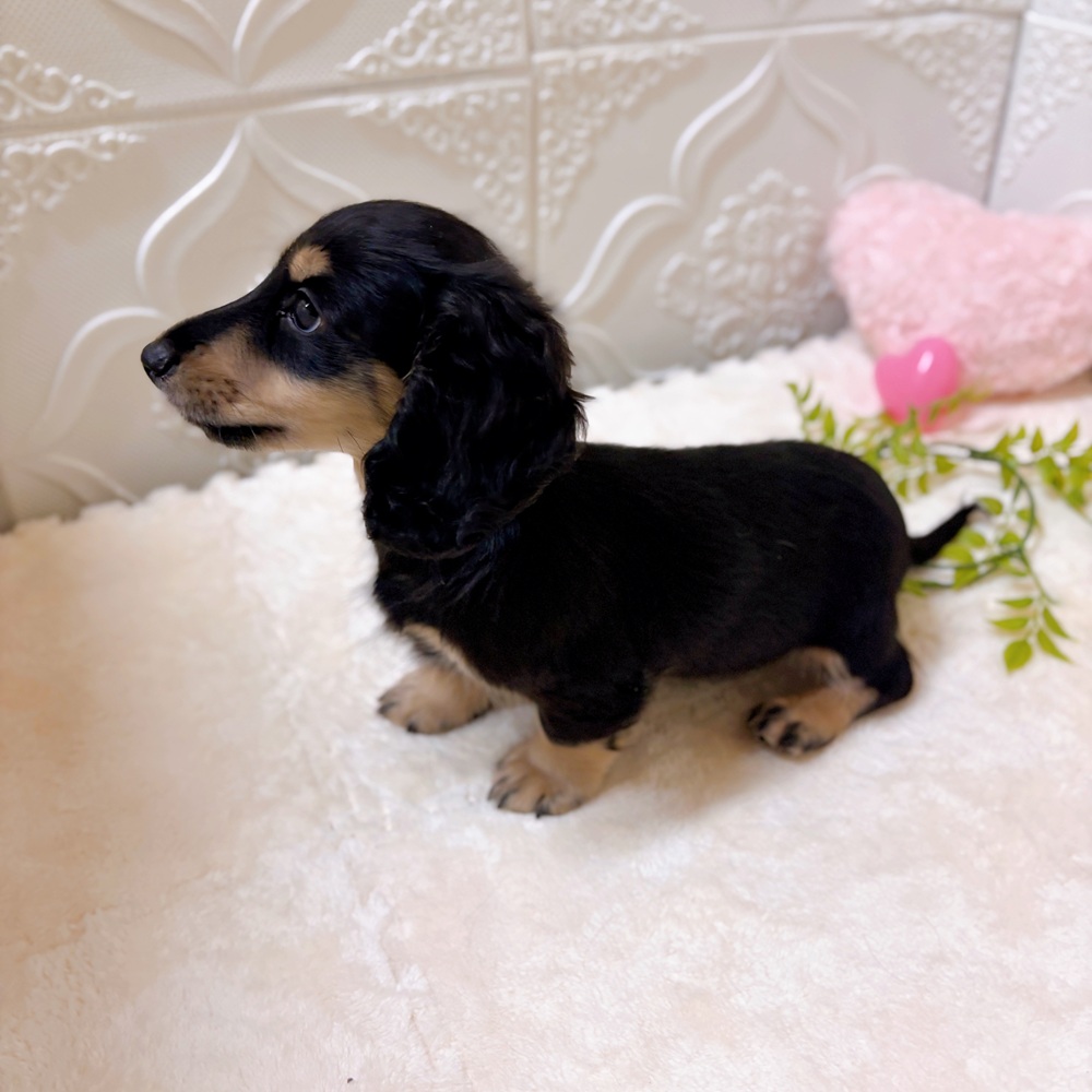 愛知県のミニチュアダックスフンド(ロング) (犬の家＆猫の里岡崎店/2026年2月10日生まれ/男の子/ブラックイエロー)の子犬の3枚目の画像