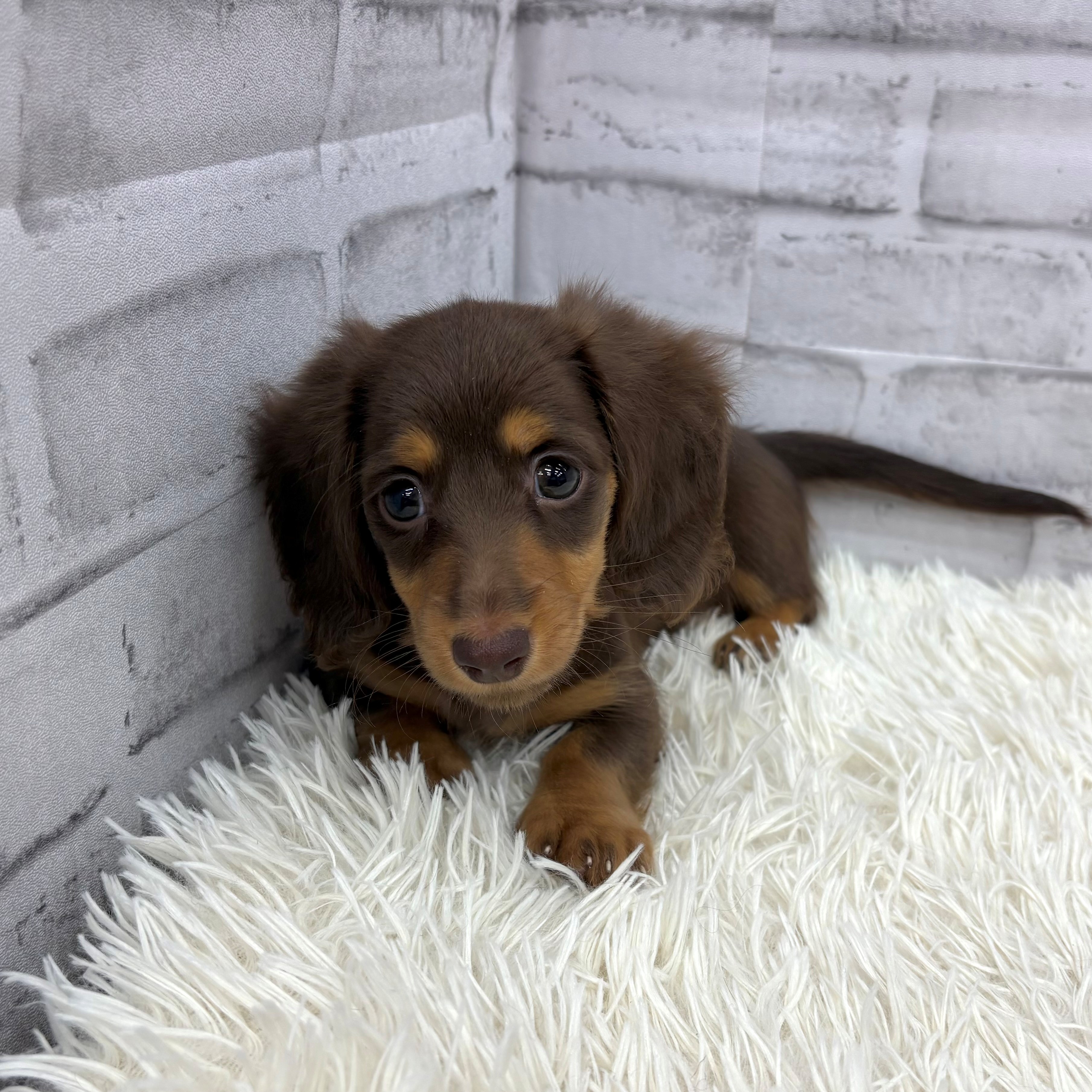 愛知県のミニチュアダックスフンド(ロング) (犬の家＆猫の里MEGAドン・キホーテ東海名和店/2026年2月12日生まれ/女の子/チョコレートタン)の子犬の3枚目の画像