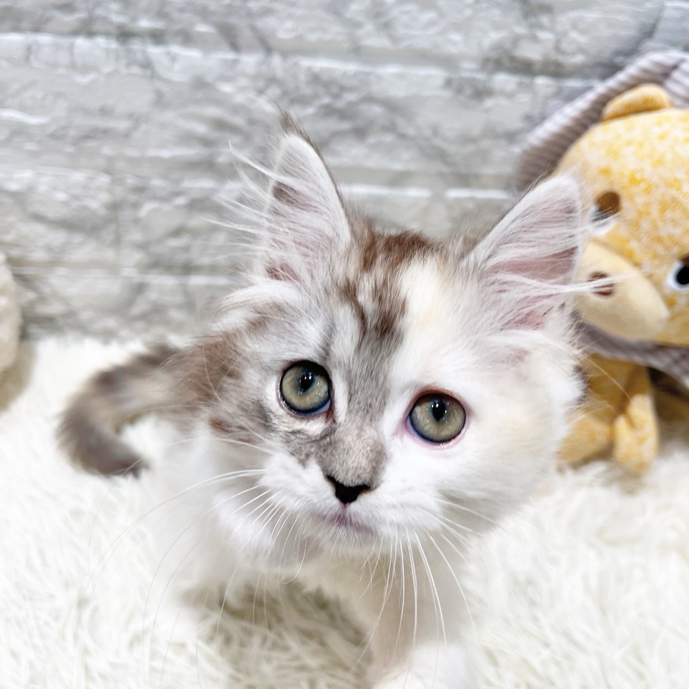 愛知県のスコティッシュフォールド (犬の家＆猫の里MiO香久山店/2026年2月1日生まれ/女の子/シルバーパッチドタビーホワイト)の子猫の3枚目の画像