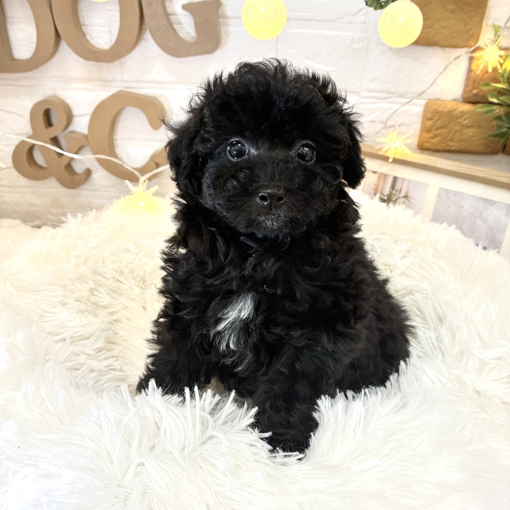 千葉県のトイプードル(トイ) (犬の家＆猫の里ワンズモール稲毛店/2026年2月16日生まれ/女の子/ブラック)の子犬の3枚目の画像