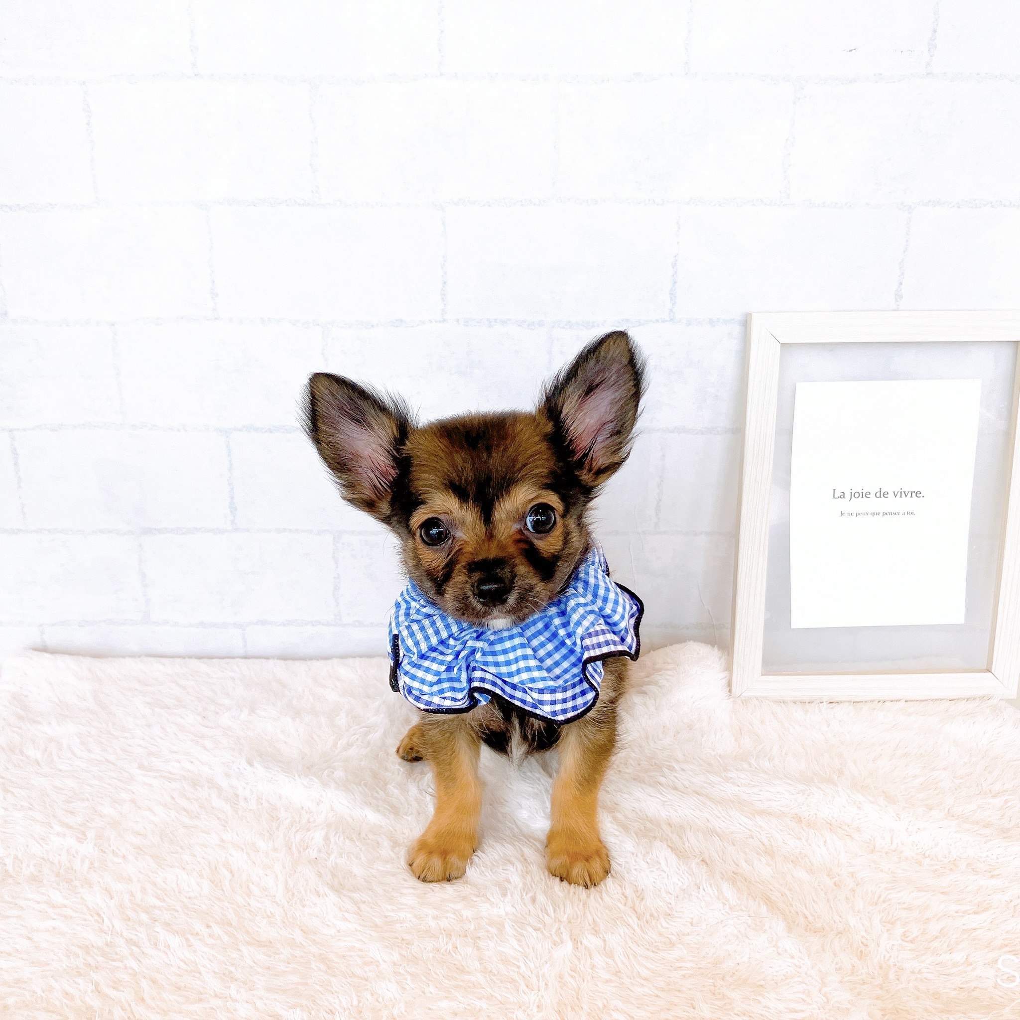 石川県のチワワ(ロング) (犬の家＆猫の里金沢店/2026年2月16日生まれ/男の子/レッドホワイト)の子犬の1枚目の画像