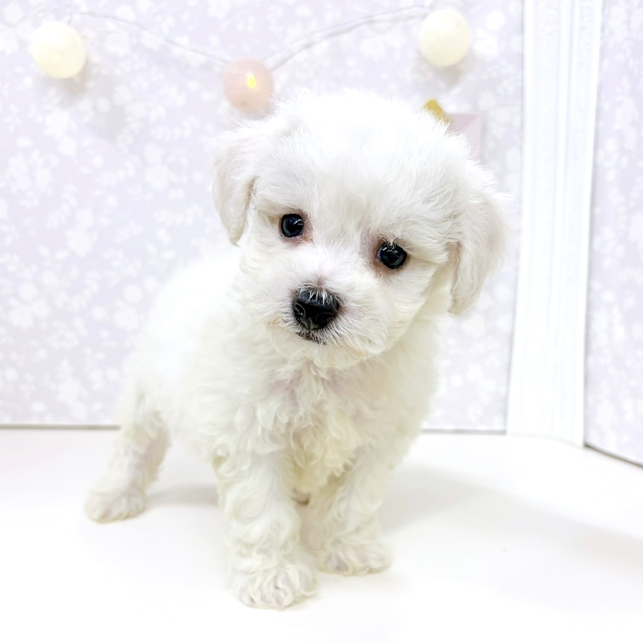 富山県のビションフリーゼ (犬の家＆猫の里アミーゴ高岡蓮花寺店/2026年2月15日生まれ/女の子/ホワイト)の子犬の3枚目の画像