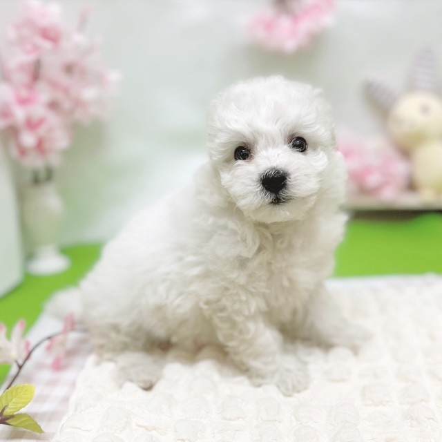 静岡県のビションフリーゼ (犬の家＆猫の里藤枝店/2026年2月15日生まれ/女の子/ホワイト)の子犬の3枚目の画像