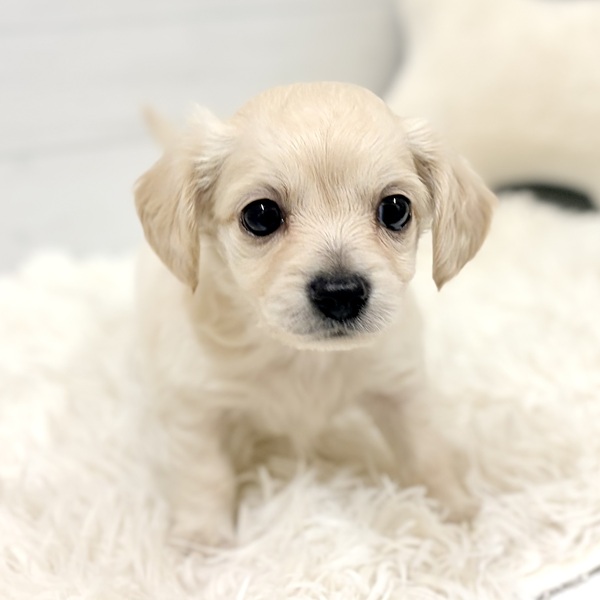 愛知県のチワックス(チワワ×ダックス) (犬の家＆猫の里豊田店/2026年2月16日生まれ/男の子/イエロー)の子犬の3枚目の画像