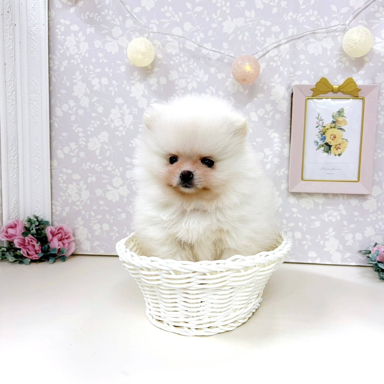 富山県のポメラニアン (犬の家＆猫の里アミーゴ高岡蓮花寺店/2026年2月14日生まれ/女の子/ホワイト)の子犬の3枚目の画像