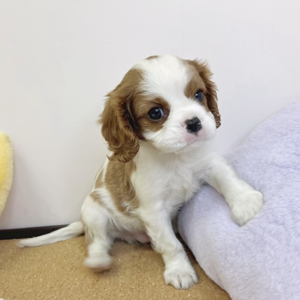 静岡県のキャバリアキングチャールズスパニエル (犬の家＆猫の里マークイズ静岡店/2026年2月12日生まれ/男の子/ブレンハイム)の子犬の3枚目の画像