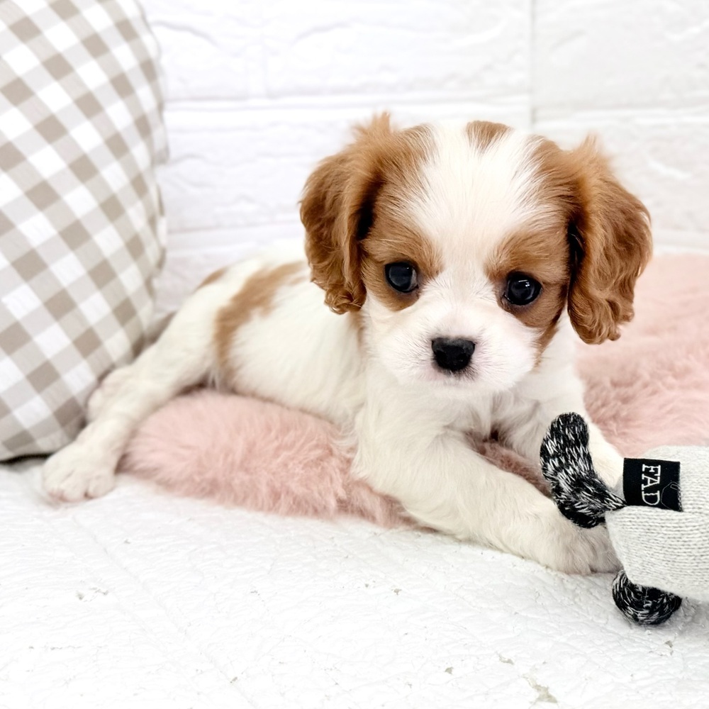 愛知県のキャバリアキングチャールズスパニエル (犬の家＆猫の里豊川インター店/2026年2月12日生まれ/女の子/ブレンハイム)の子犬の3枚目の画像