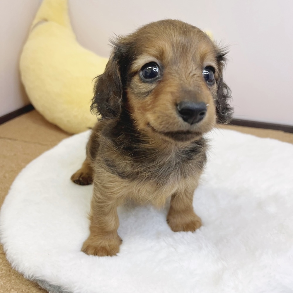 静岡県のミニチュアダックスフンド(ロング) (犬の家＆猫の里マークイズ静岡店/2026年2月15日生まれ/男の子/レッド)の子犬の1枚目の画像