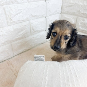 東京都のミニチュアダックスフンド(ロング) (犬の家＆猫の里新宿店/2026年2月15日生まれ/男の子/シェーデットイエロー)の子犬の3枚目の画像