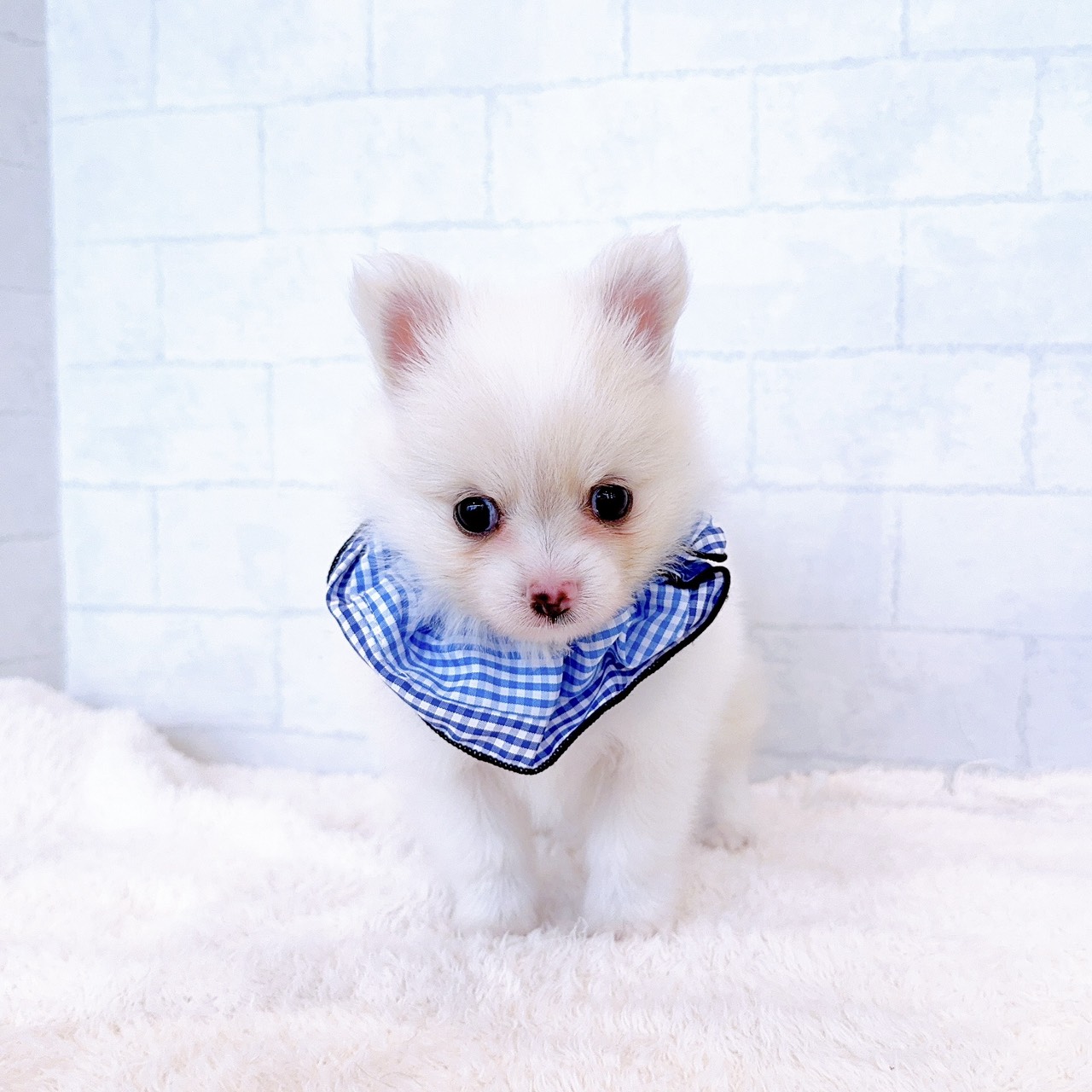 石川県のポメチワ/チワポメ/ポメチー(ポメラニアン×チワワ) (犬の家＆猫の里金沢店/2026年2月17日生まれ/男の子/クリーム)の子犬の3枚目の画像