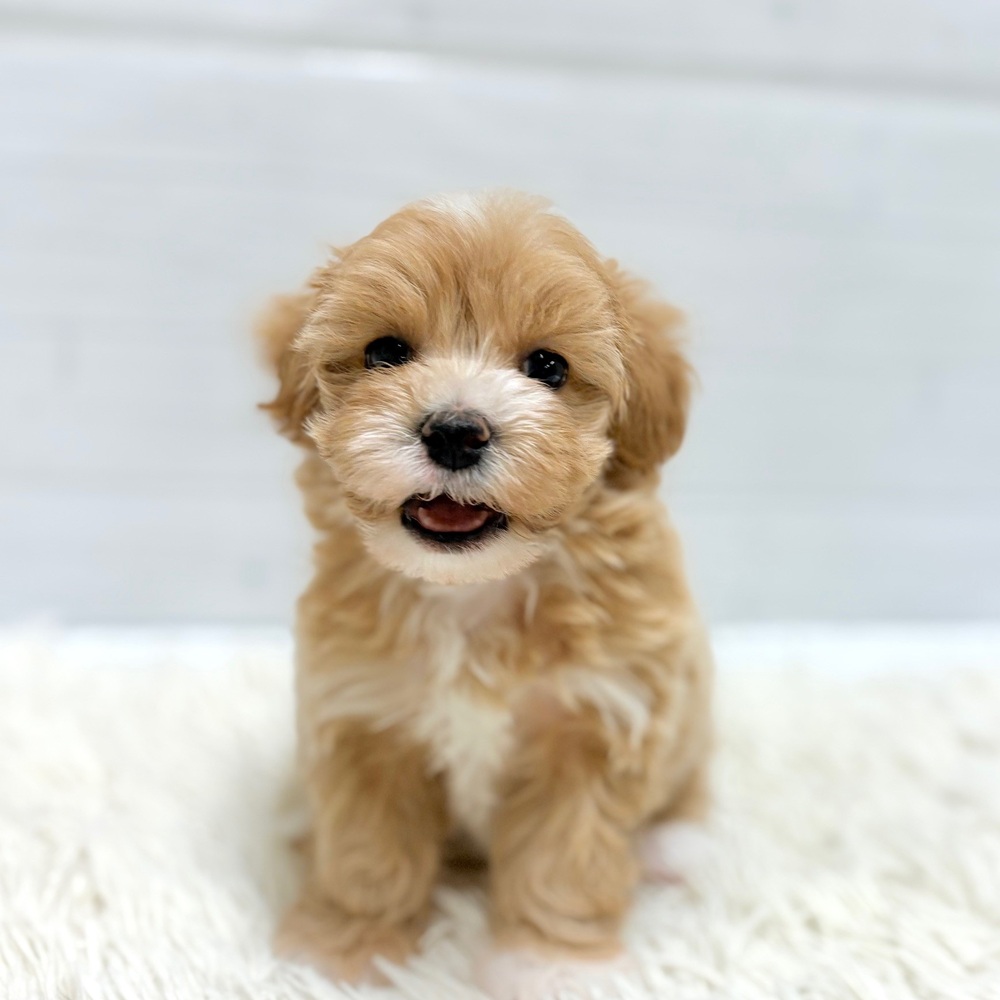 愛知県のマルプー(マルチーズ×プードル) (犬の家＆猫の里豊田店/2026年2月14日生まれ/男の子/アプリコット)の子犬の3枚目の画像