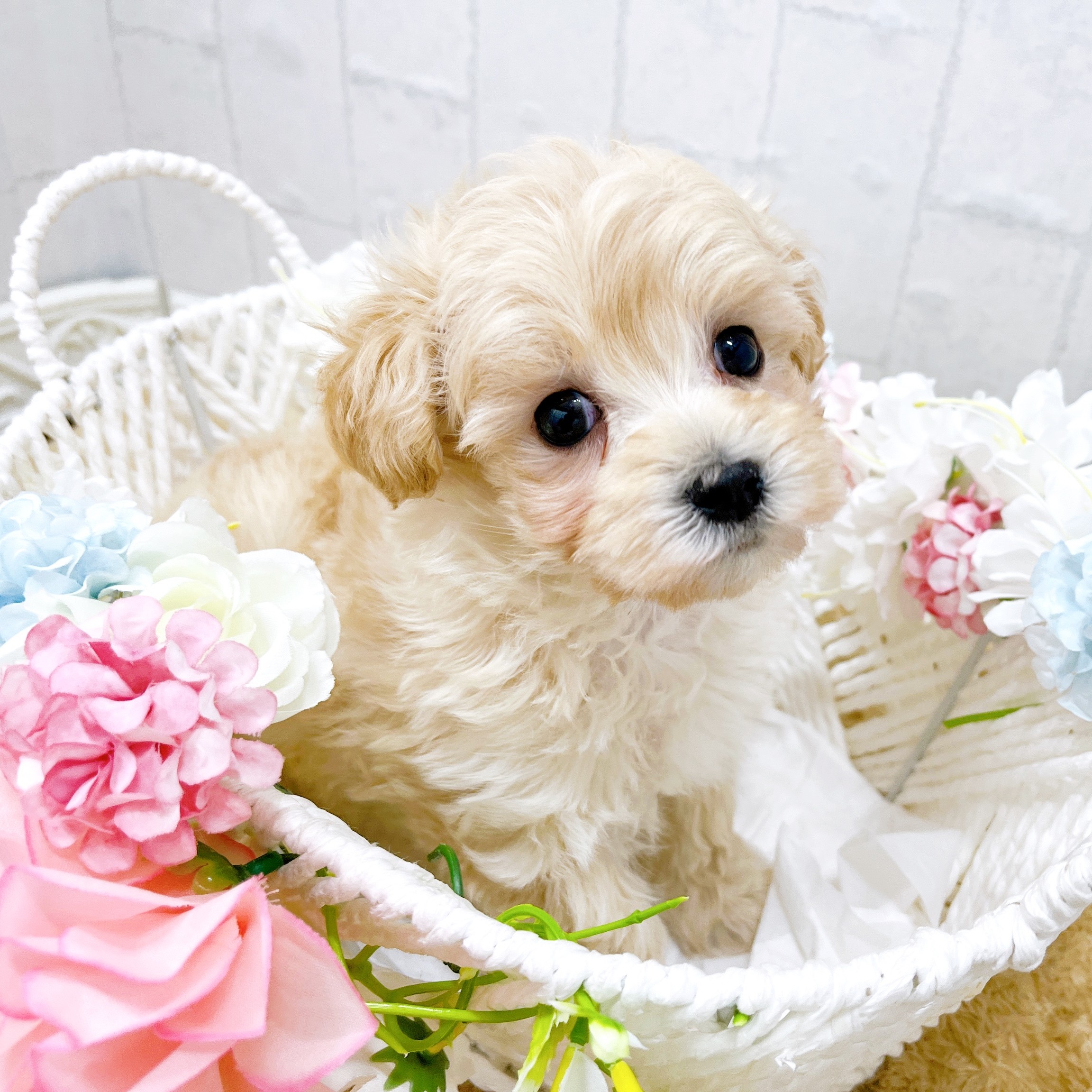 石川県のマルプー(マルチーズ×プードル) (犬の家＆猫の里アミーゴ金沢有松店/2026年2月15日生まれ/男の子/アプリコット)の子犬の3枚目の画像