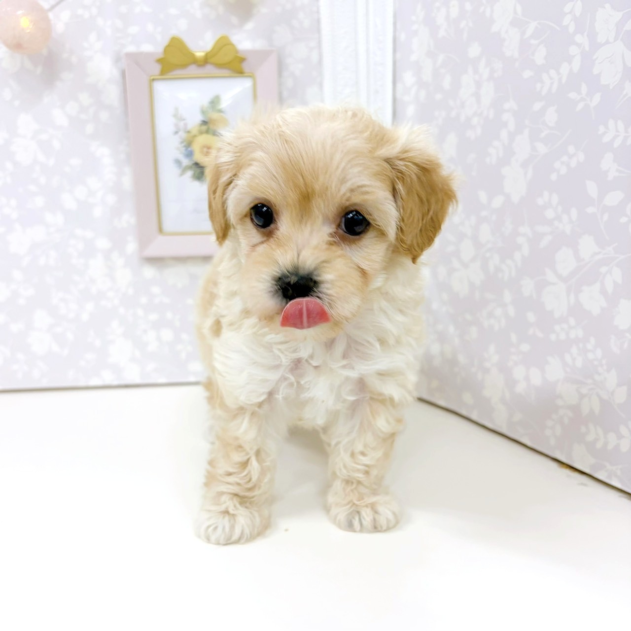 富山県のマルプー(マルチーズ×プードル) (犬の家＆猫の里アミーゴ高岡蓮花寺店/2026年2月15日生まれ/男の子/アプリコット)の子犬の3枚目の画像