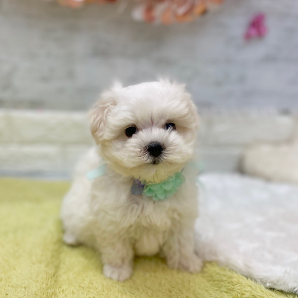 静岡県のマルチーズ (犬の家＆猫の里プレ葉ウォーク浜北店/2026年2月17日生まれ/男の子/ホワイト)の子犬の3枚目の画像