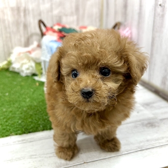 神奈川県のチワプー/プーチー(チワワ×プードル) (犬の家＆猫の里小田原店/2026年2月15日生まれ/男の子/レッド)の子犬の3枚目の画像