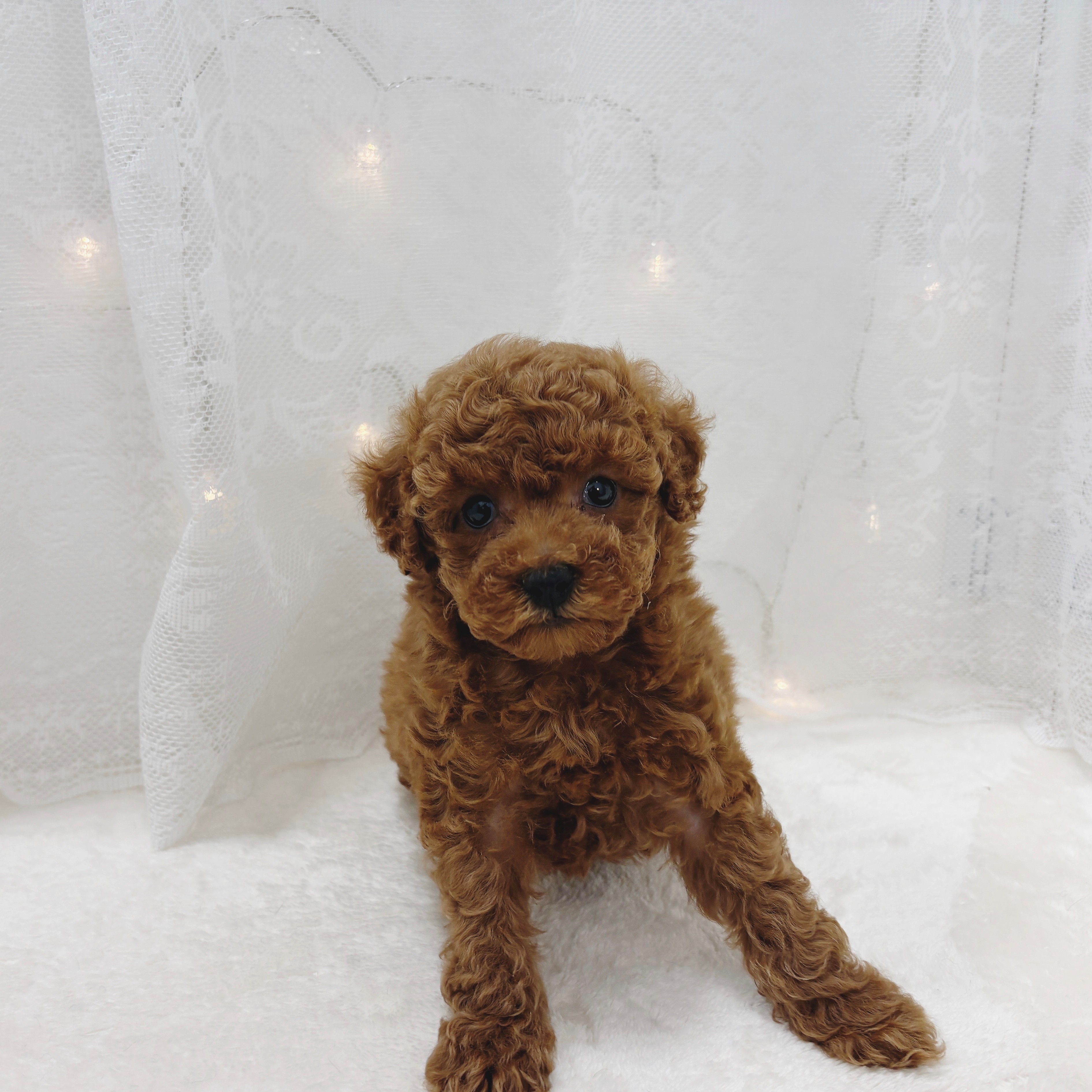 千葉県のトイプードル(トイ) (犬の家＆猫の里BIGHOPガーデンモール印西店/2026年2月17日生まれ/女の子/レッド)の子犬の3枚目の画像