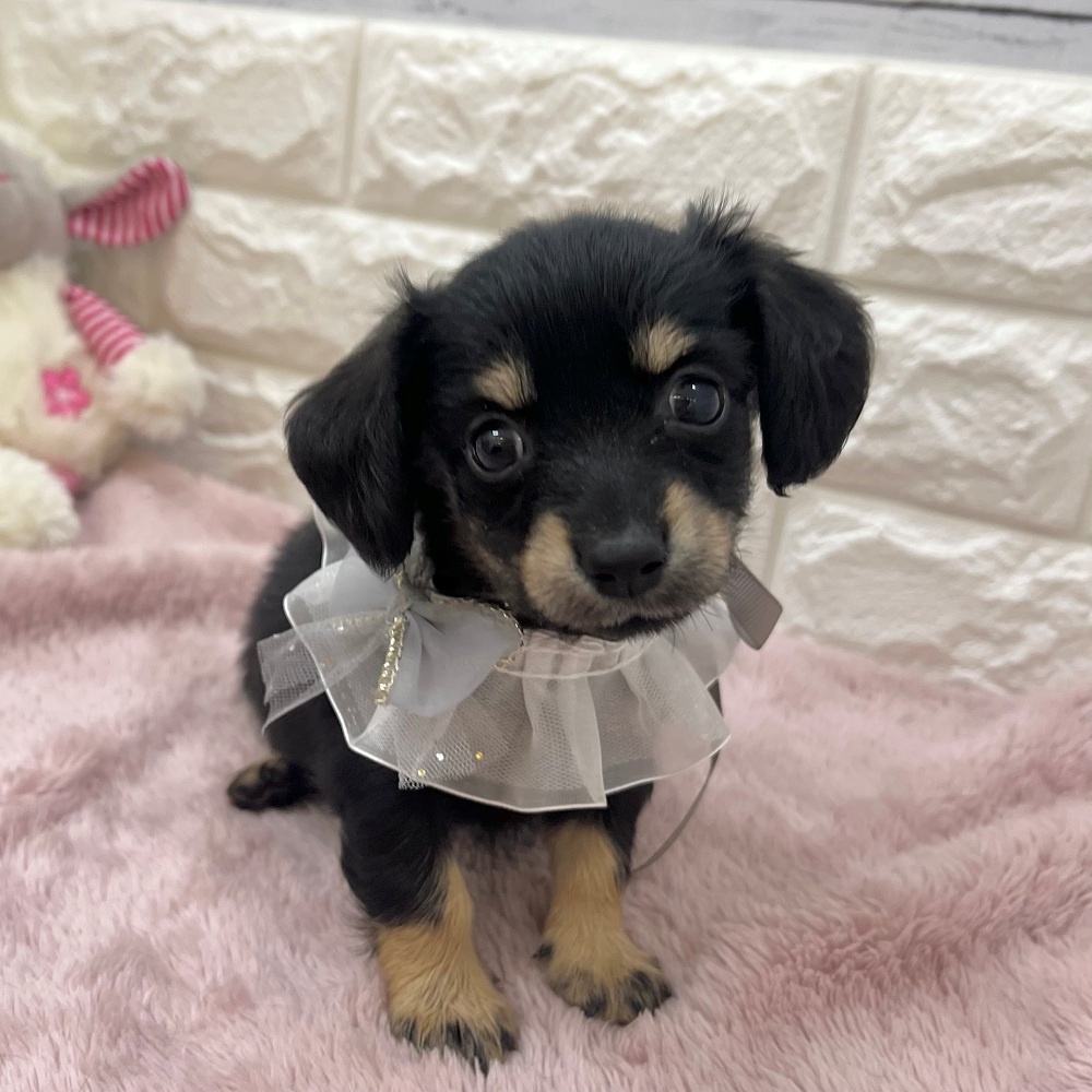 静岡県のチワックス(チワワ×ダックス) (犬の家＆猫の里アミーゴ浜松和田店/2026年2月15日生まれ/女の子/ブラックタン)の子犬の1枚目の画像