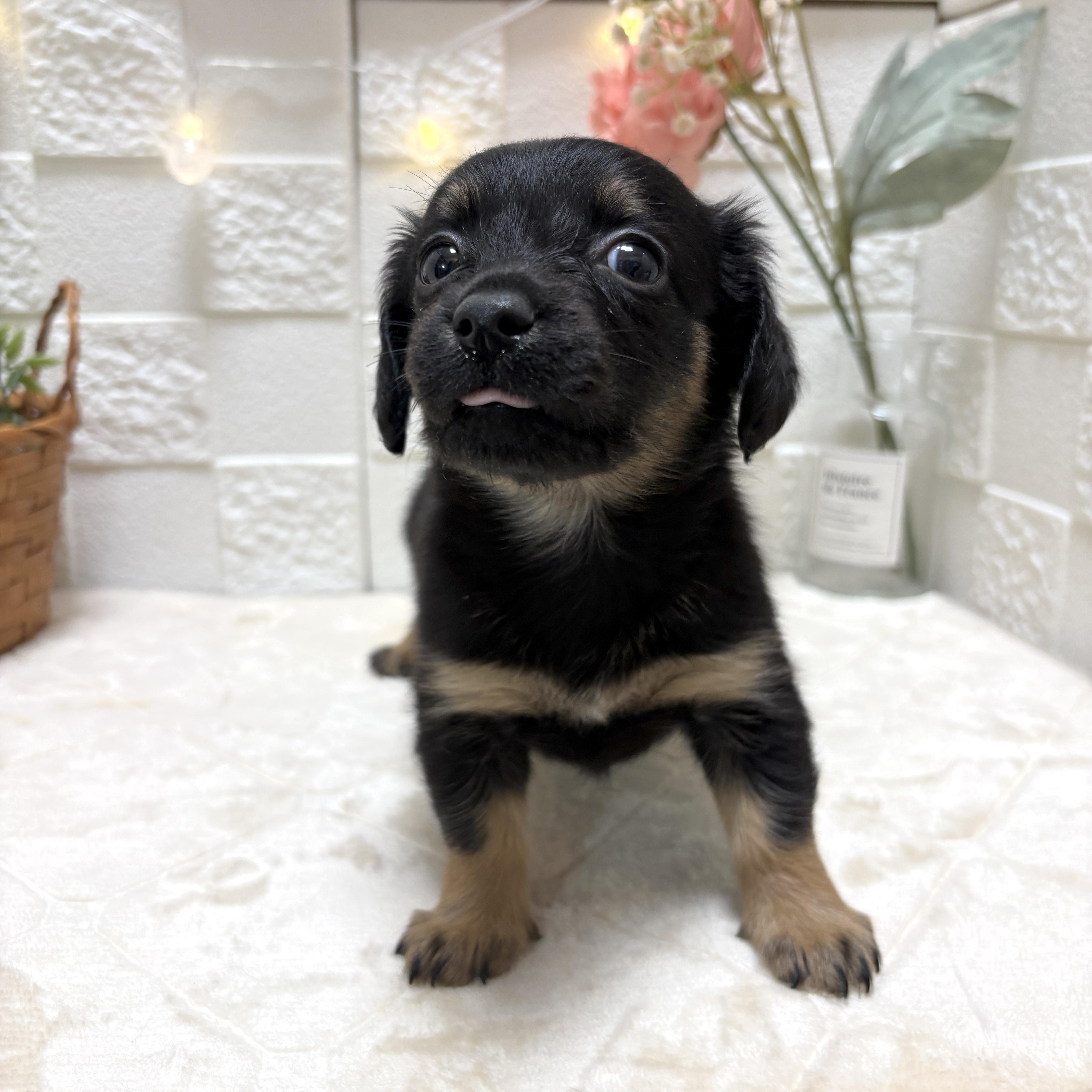 東京都のチワックス(チワワ×ダックス) (犬の家＆猫の里ペットフォレスト小平店/2026年2月15日生まれ/女の子/ブラックタン)の子犬の3枚目の画像