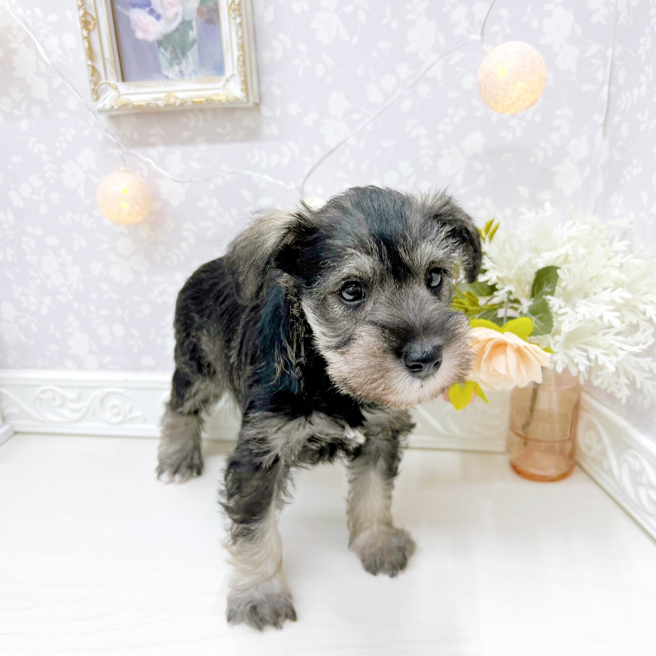 富山県のミニチュアシュナウザー (犬の家＆猫の里アミーゴ山室店/2026年2月16日生まれ/女の子/ソルトペッパー)の子犬の3枚目の画像