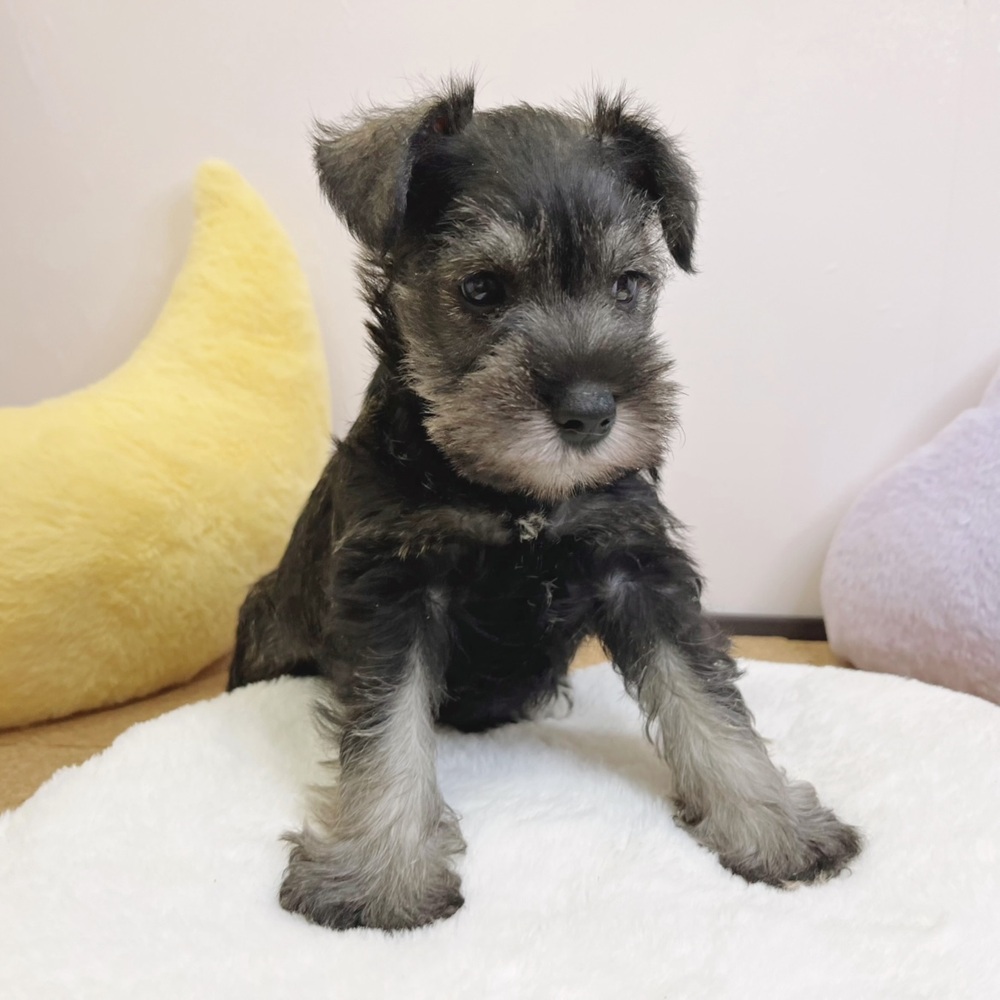 静岡県のミニチュアシュナウザー (犬の家＆猫の里マークイズ静岡店/2026年2月16日生まれ/男の子/ソルトペッパー)の子犬の3枚目の画像