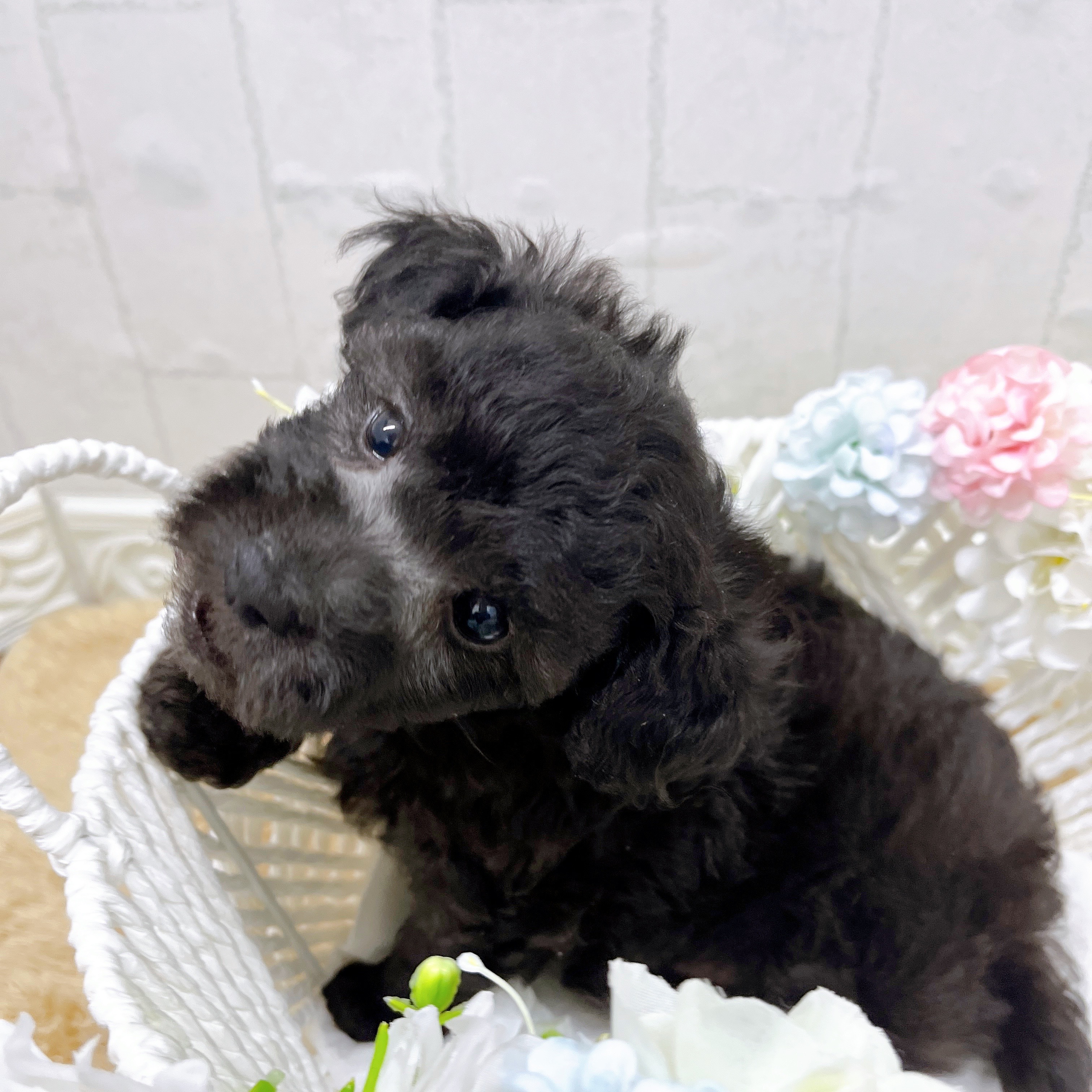 石川県のトイプードル(トイ) (犬の家＆猫の里アミーゴ金沢有松店/2026年2月17日生まれ/男の子/シルバー)の子犬の3枚目の画像