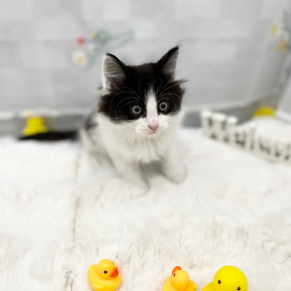 静岡県のノルウェージャンフォレストキャット (犬の家＆猫の里MEGAドン・キホーテ袋井店/2026年2月15日生まれ/男の子/ブラックホワイト)の子猫の3枚目の画像