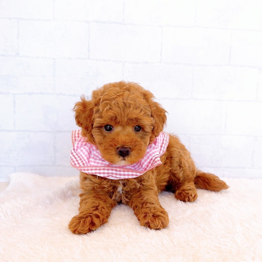 石川県のトイプードル(トイ) (犬の家＆猫の里金沢店/2026年2月11日生まれ/女の子/レッド)の子犬の3枚目の画像