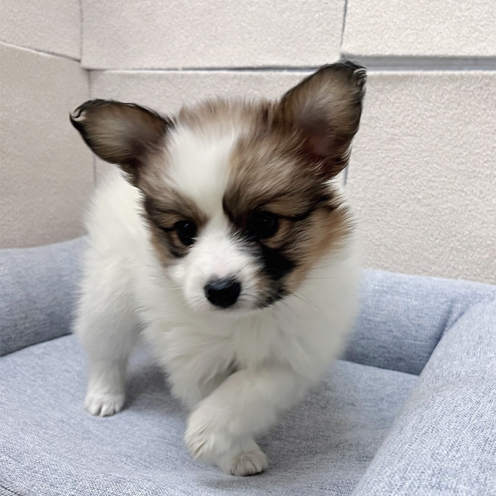 長野県のパピヨン (犬の家＆猫の里塩尻店/2026年2月13日生まれ/女の子/ホワイトブラウン)の子犬の3枚目の画像