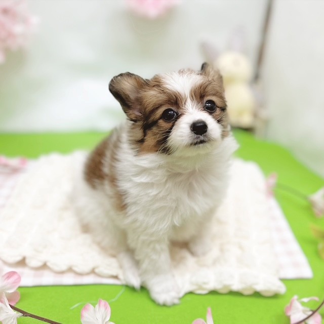 静岡県のパピヨン (犬の家＆猫の里藤枝店/2026年2月13日生まれ/女の子/ホワイトブラウン)の子犬の3枚目の画像