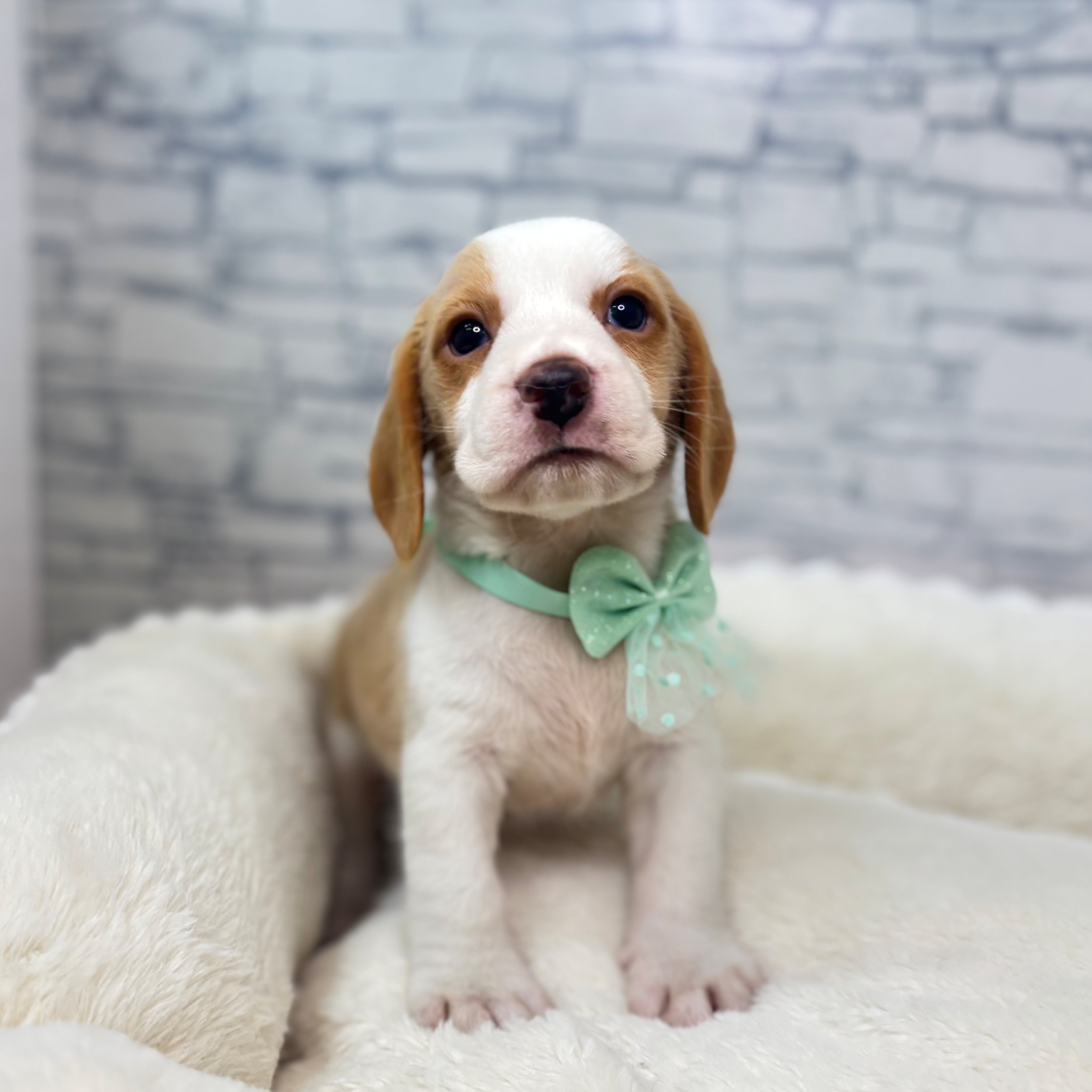 長野県のビーグル (犬の家＆猫の里長野店/2026年2月16日生まれ/男の子/レモンホワイト)の子犬の3枚目の画像