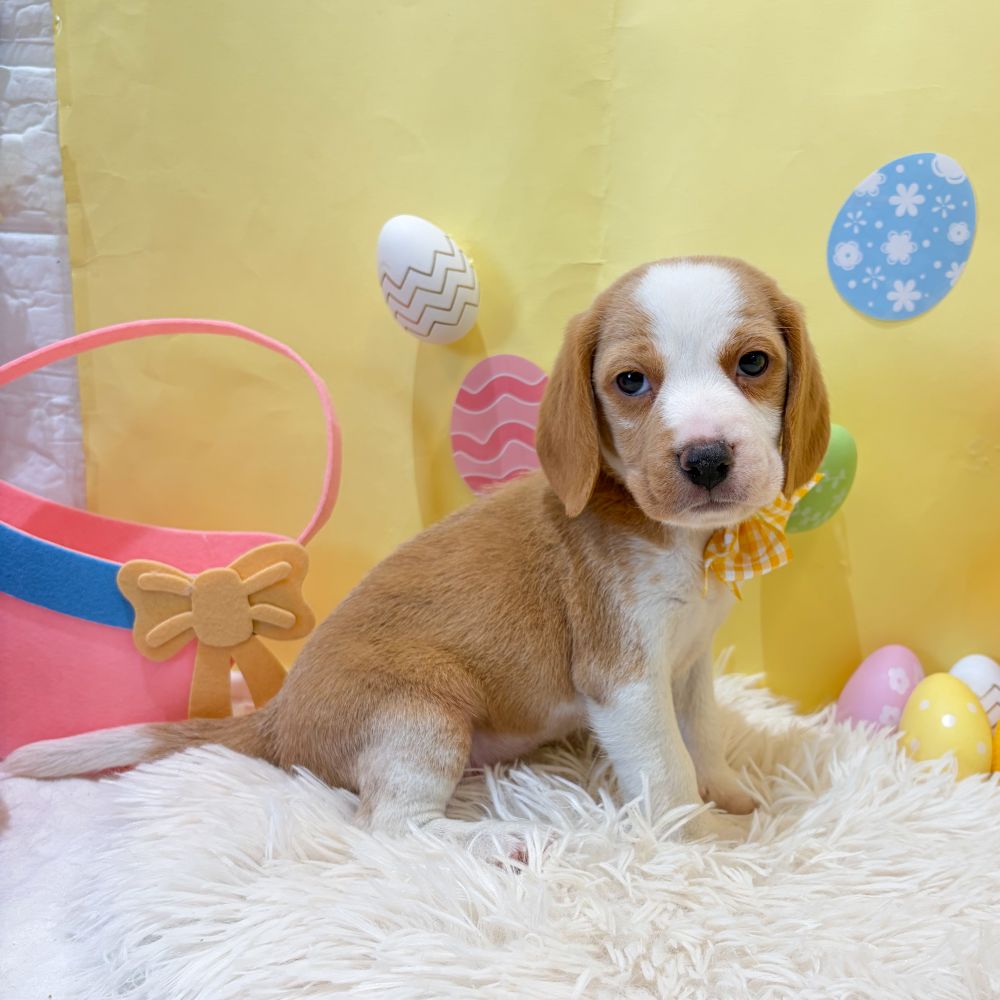 静岡県のビーグル (犬の家＆猫の里富士店/2026年2月16日生まれ/女の子/レモンホワイト)の子犬の3枚目の画像