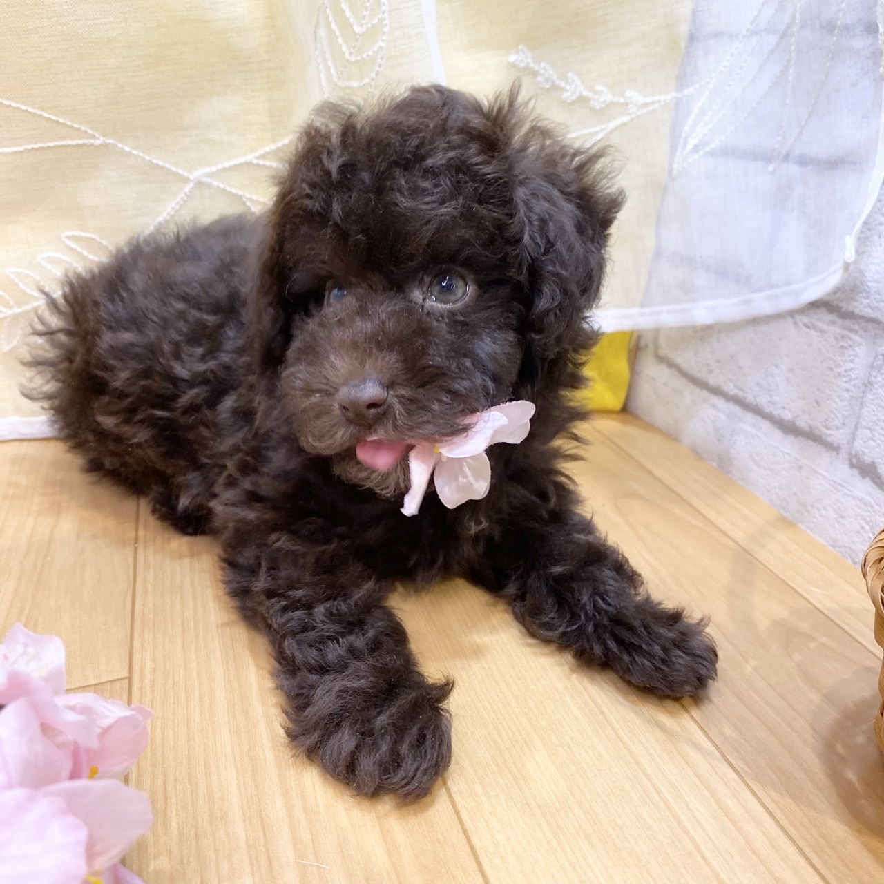 長野県のトイプードル(トイ) (犬の家＆猫の里カインズ梓川店/2026年2月16日生まれ/女の子/ブラウン)の子犬の3枚目の画像