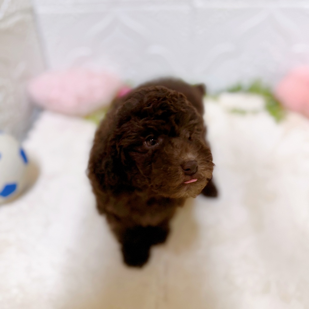 愛知県のトイプードル(トイ) (犬の家＆猫の里岡崎店/2026年2月16日生まれ/男の子/ブラウン)の子犬の3枚目の画像