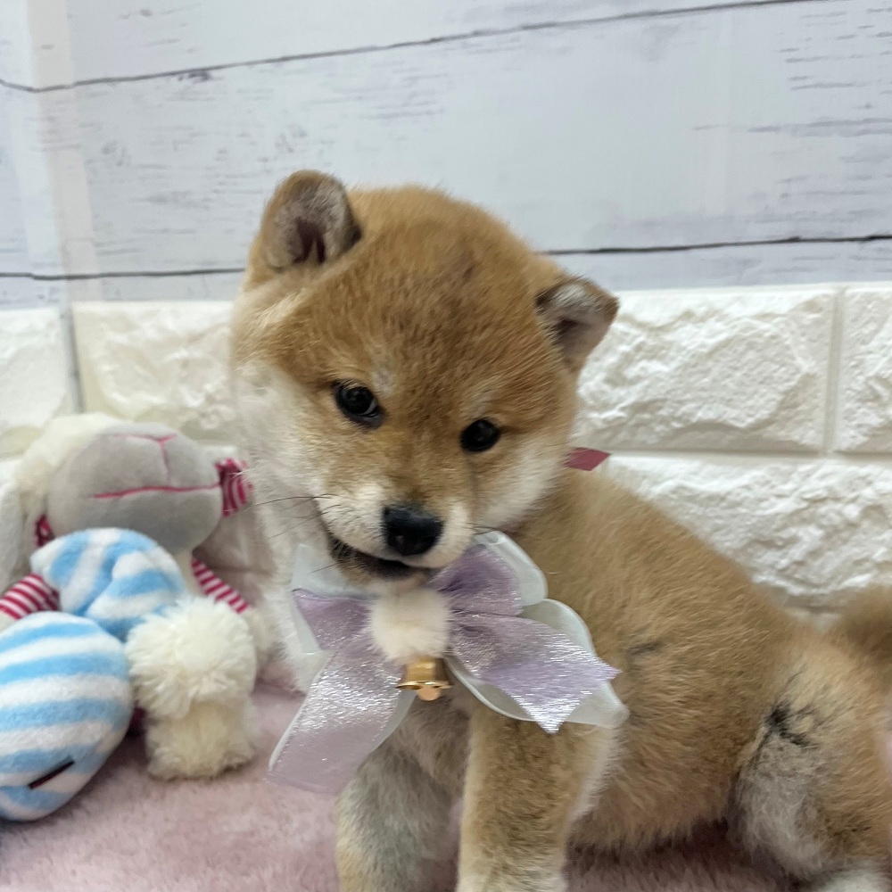 静岡県の柴犬(標準サイズ) (犬の家＆猫の里アミーゴ浜松和田店/2026年2月16日生まれ/女の子/赤)の子犬の3枚目の画像