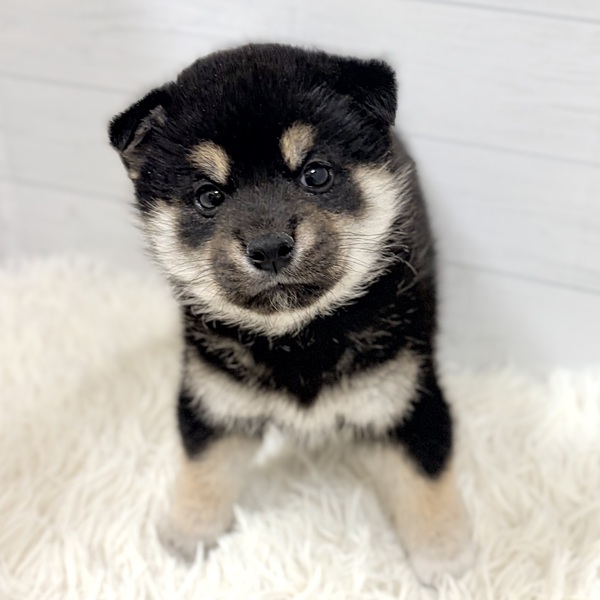 愛知県の柴犬(標準サイズ) (犬の家＆猫の里豊田店/2026年2月16日生まれ/男の子/黒)の子犬の3枚目の画像