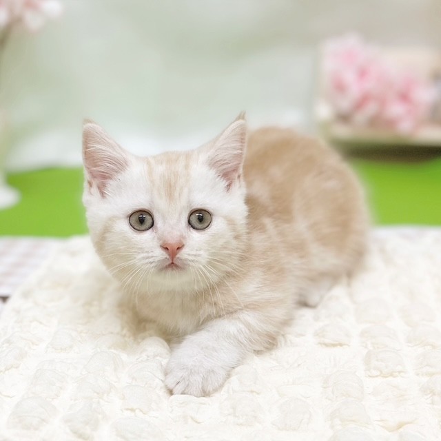 静岡県のマンチカン (犬の家＆猫の里藤枝店/2026年2月14日生まれ/女の子/クリームタビー)の子猫の3枚目の画像